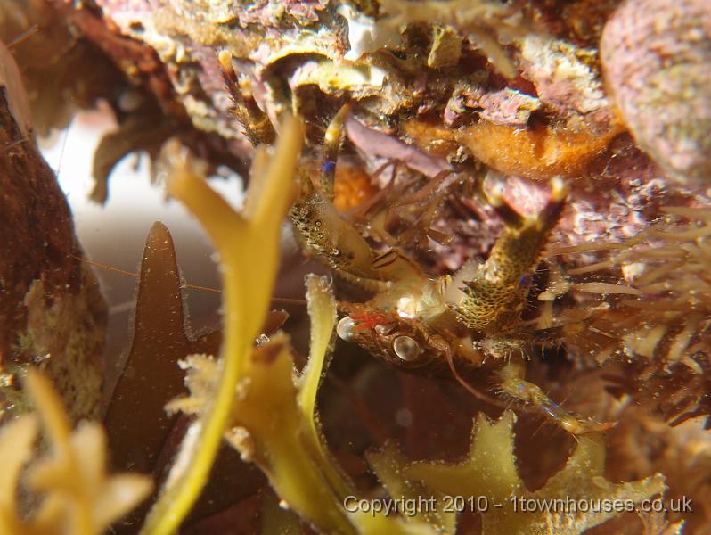 P7100477.JPG - Squat lobster - Galathea squamifera