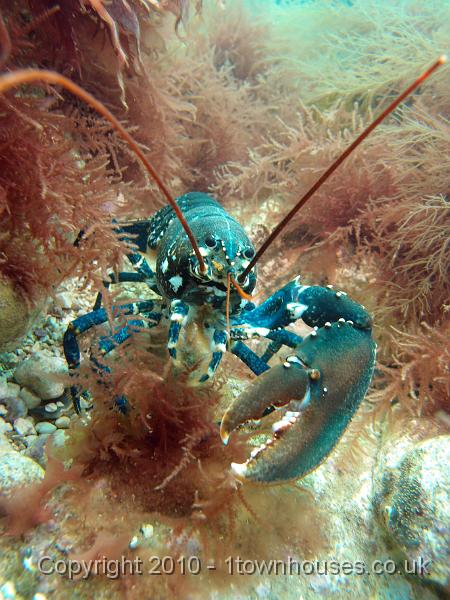 P7100564.jpg - Common lobster - Homarus gammarus