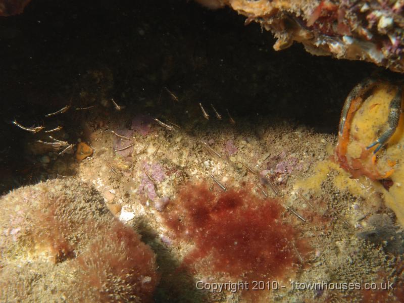 P7100578.jpg - Mysid spp shrimps