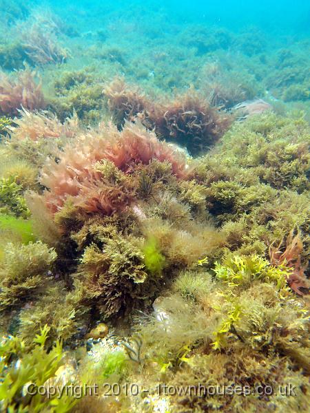 P7100596.jpg - Mixed algae including Red fringe weed - Caliblepharis ciliata and Carragheen - Chondrus crispus, the greeny brown one near the front.