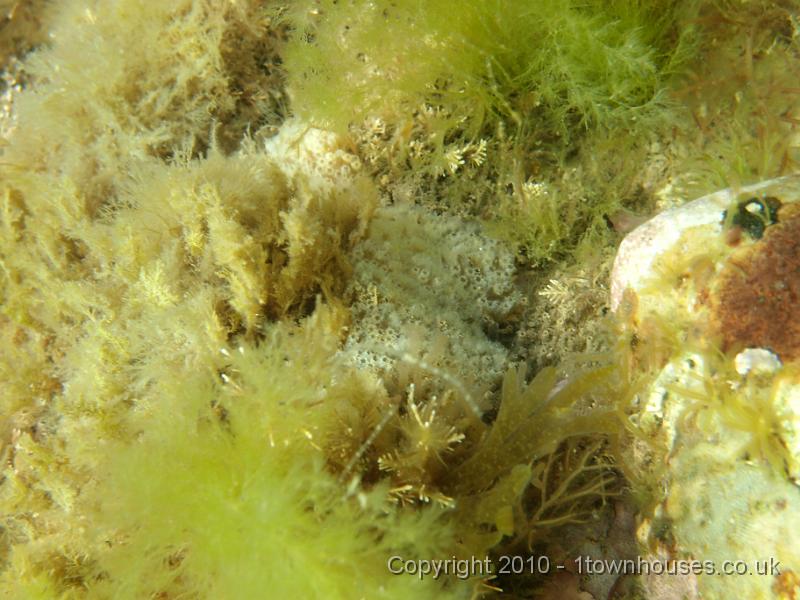 P7100608.jpg - Patch of Sidnyum turbinatum - a seasquirt amongst mixed algae