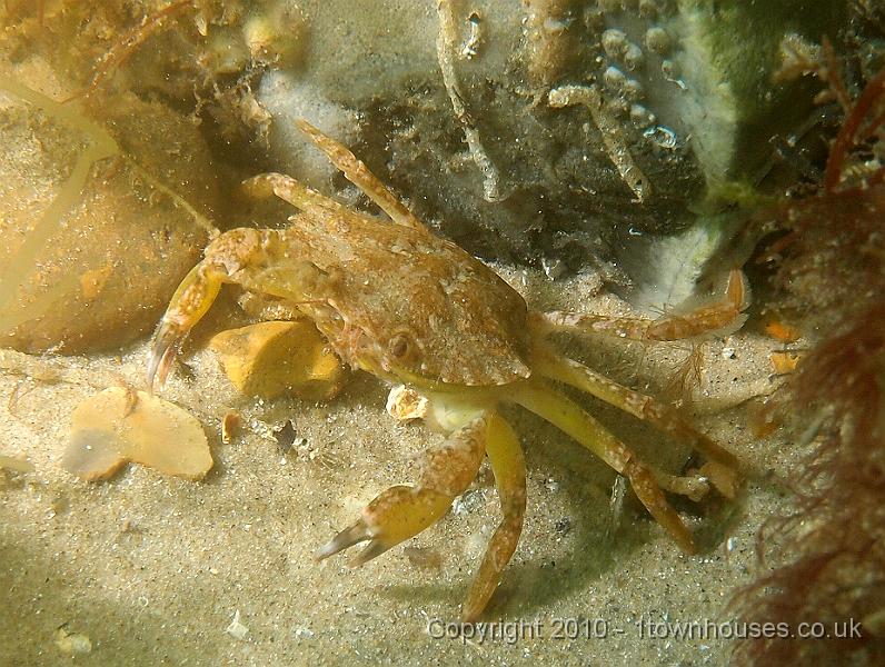P7100616.JPG - Shore crab - Carcinus maenas