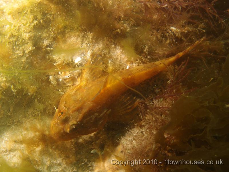 P7100617.JPG - Long spined sea scorpion - Taurulus bubalis