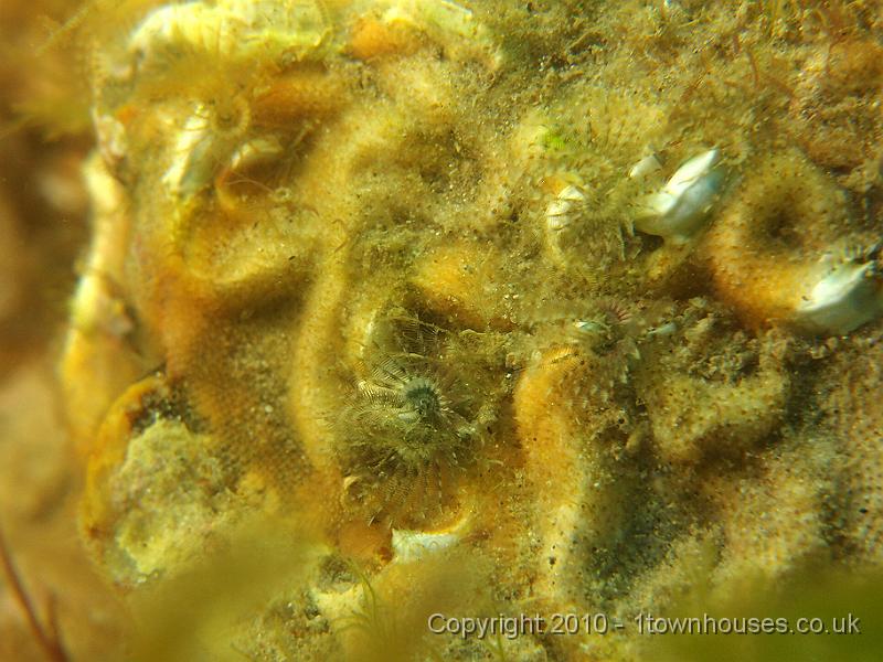 P7100621.JPG - Keelworms - Pomatoceros spp covered by Bryozoan crusts