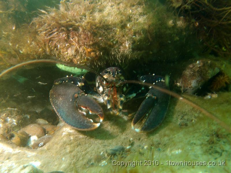 P7100623.JPG - Homarus gammarus - Common lobster
