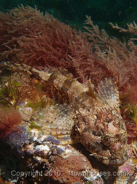 P7100648.JPG - Long spined sea scorpion - Taurulus bubalis