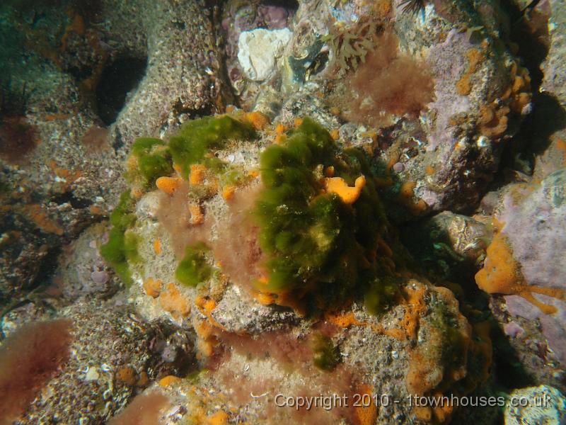 P7100651.JPG - Shredded carrot sponge - Amphilectus fucorum with green algae spp