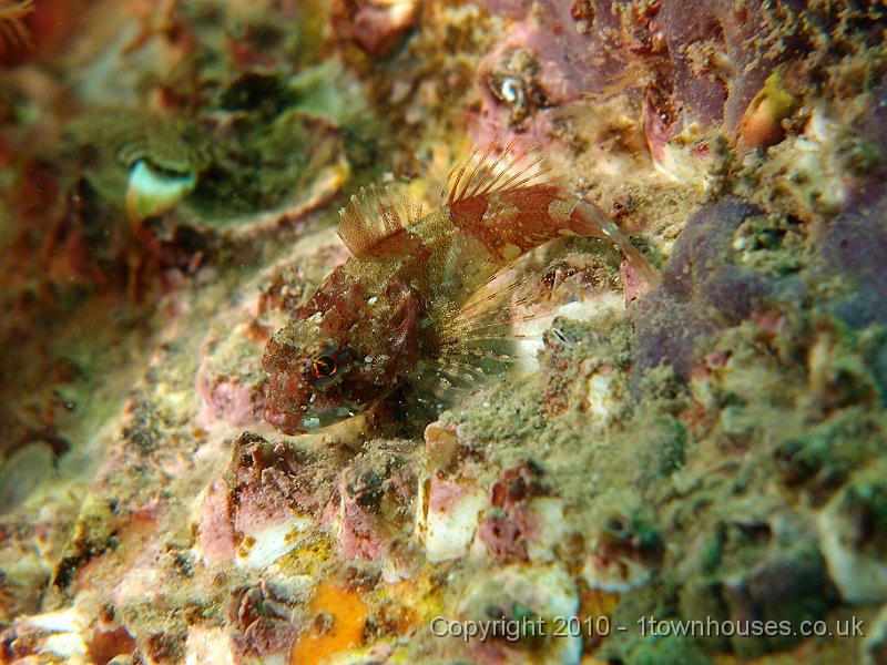 P7100656.JPG - Tiny baby Long spined sea scorpion - Taurulus bubalis