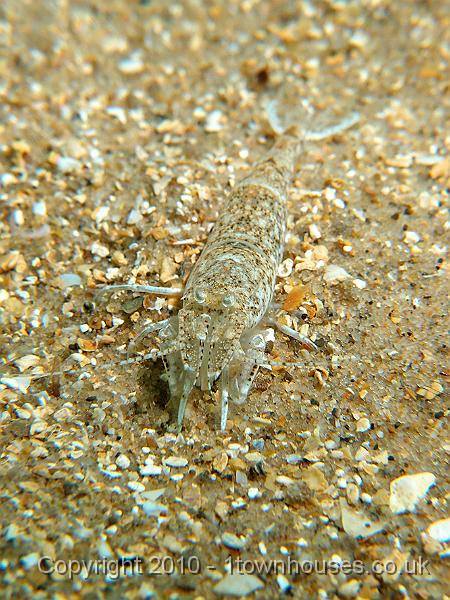 P7100671.JPG - Brown shrimp - Crangon crangon