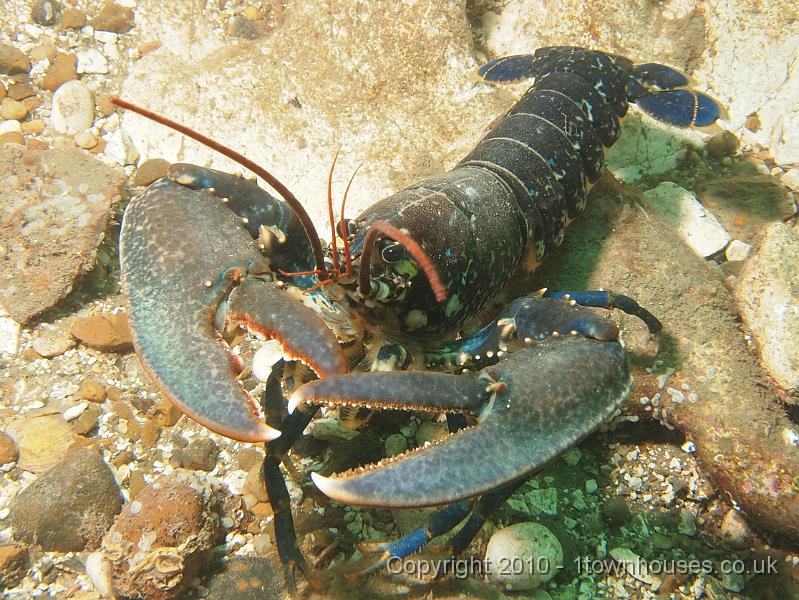 EPL20395.JPG - You need lobsters... Homarus gammarus
