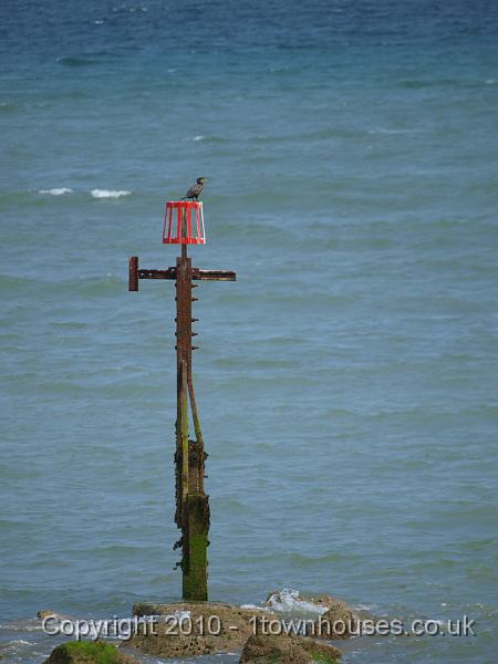E3123588.JPG - Cormorant waiting on a groyne marker