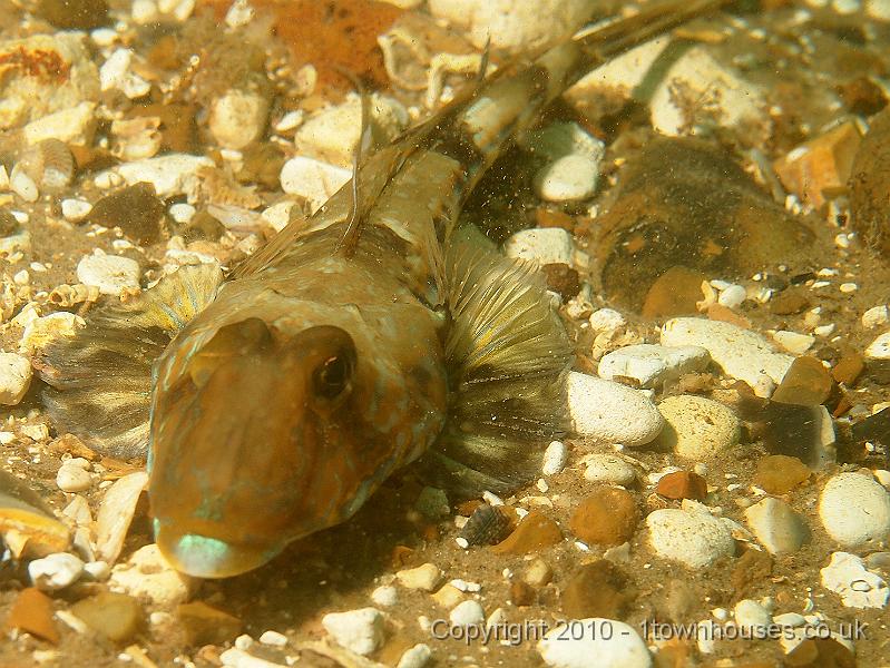 EPL20464.JPG - Male common dragonnet - Callionymus lyra