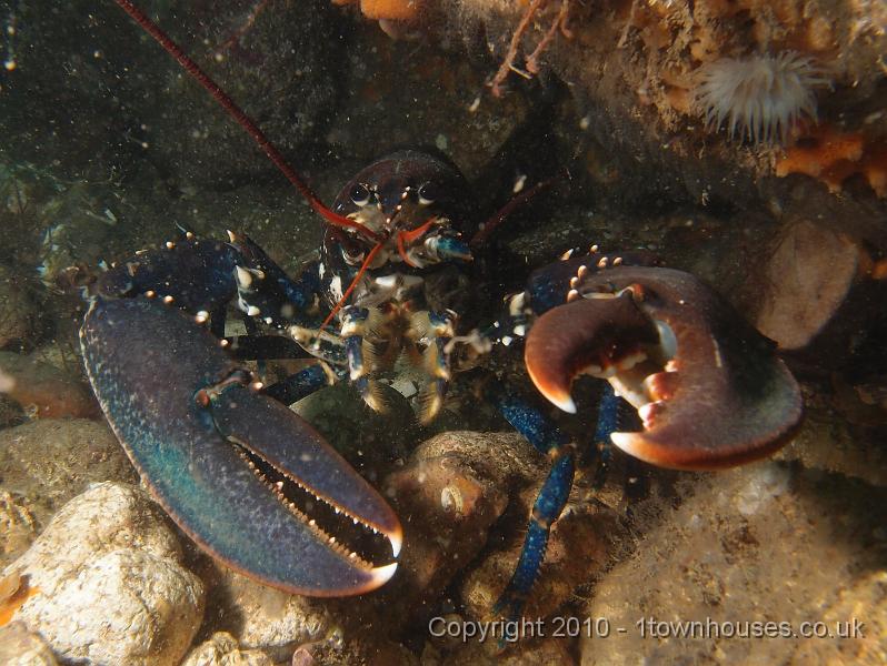 P7120768.JPG - Lobsters... lots - Homarus gammarus