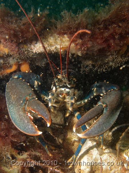 P7120792.JPG - Lobsters... lots - Homarus gammarus