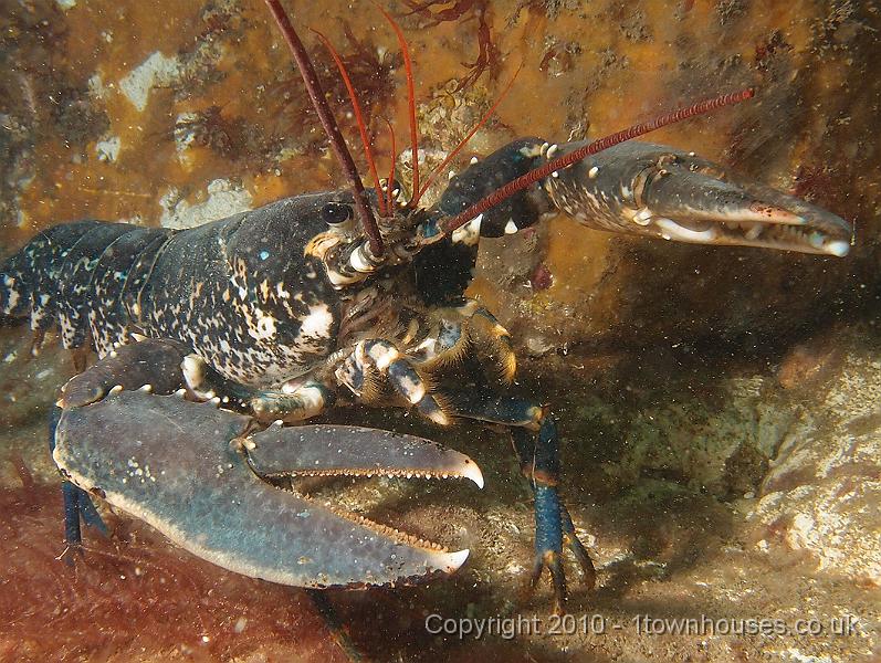 P7120800.JPG - Lobsters... lots - Homarus gammarus