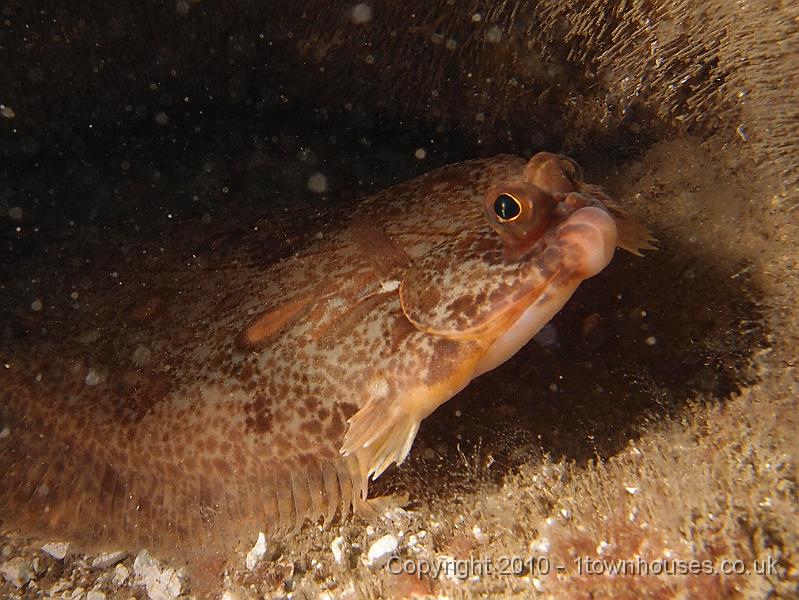 P7120804.JPG - Lemon sole - Microstomus kitt