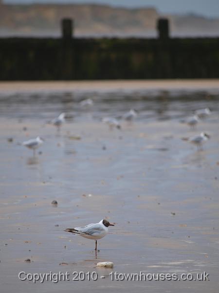 E3133913.jpg - Gulls watching