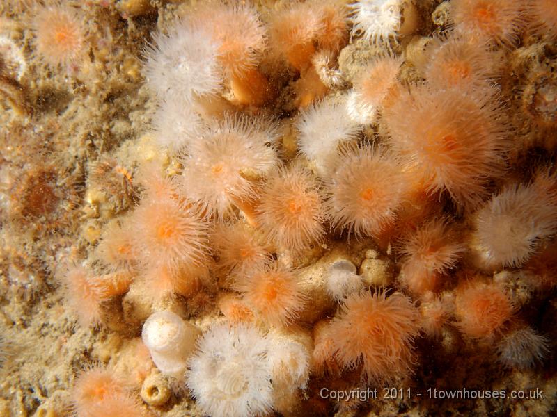 P6020866.JPG - Plumose anemones - Metridium senile