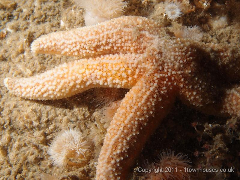 P6020867.JPG - Common starfish - Asterias rubens