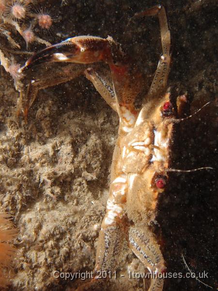 P6020872.JPG - Velvet swimming crab - Necora puber