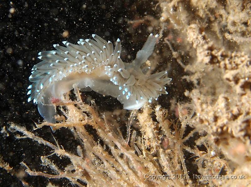 P6020900.JPG - Crystal sea slug - Janolus cristatus
