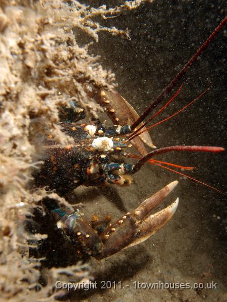 P6020901.JPG - Common lobster - Homarus gammarus