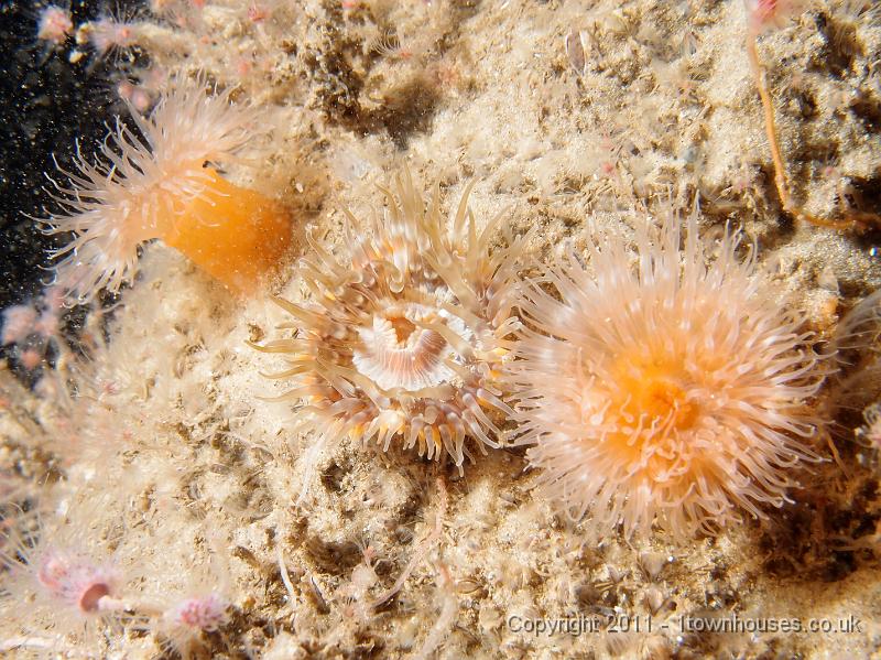 P6020902.JPG - Plumose anemones - Metridium senile and Elegant anemone - Sagartia elegans
