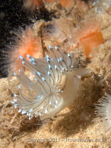 P6020910.JPG - Crystal sea slug - Janolus cristatus