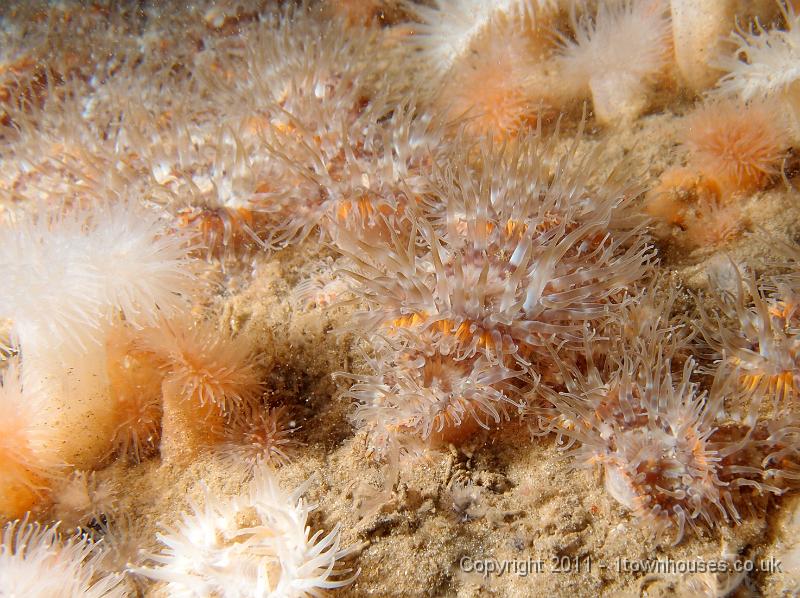 P6020914.JPG - Elegant anemones - Sagartia elegans and Plumose anemones - Metridium senile
