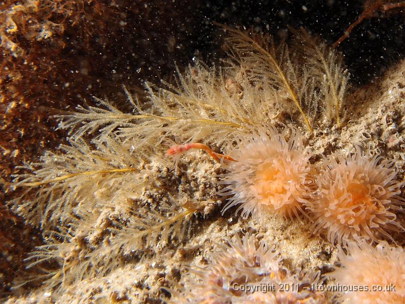 P6020929.JPG - Plumose anemones - Metridium senile and White weed (a hydroid) - Sertularia cupressina