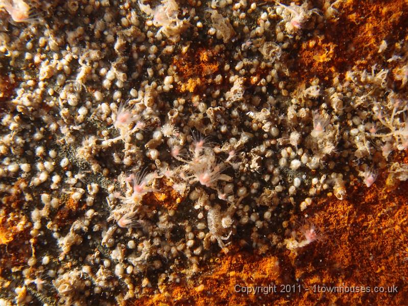 P6020932.JPG - Barnacles - Cirripedia spp, Oaten pipes - Tubularia indivisa and Skeleton shrimps - Caprella spp