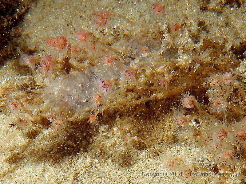 P6020939-1.JPG - The eggs of Alloteuthis subulata - a tiny squid