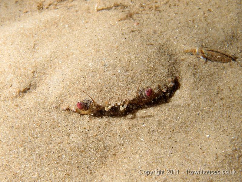 P6020941.JPG - Velvet swimming crab - Necora puber