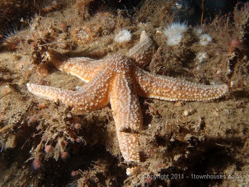 P6101123.JPG - Common starfish - Asterias rubens