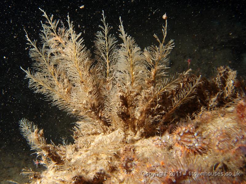 P6101126.JPG - White weed (a hydroid) - Sertularia cupressina