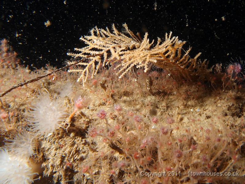 P6101129.JPG - Halecium halecinum - Herringbone hydroid