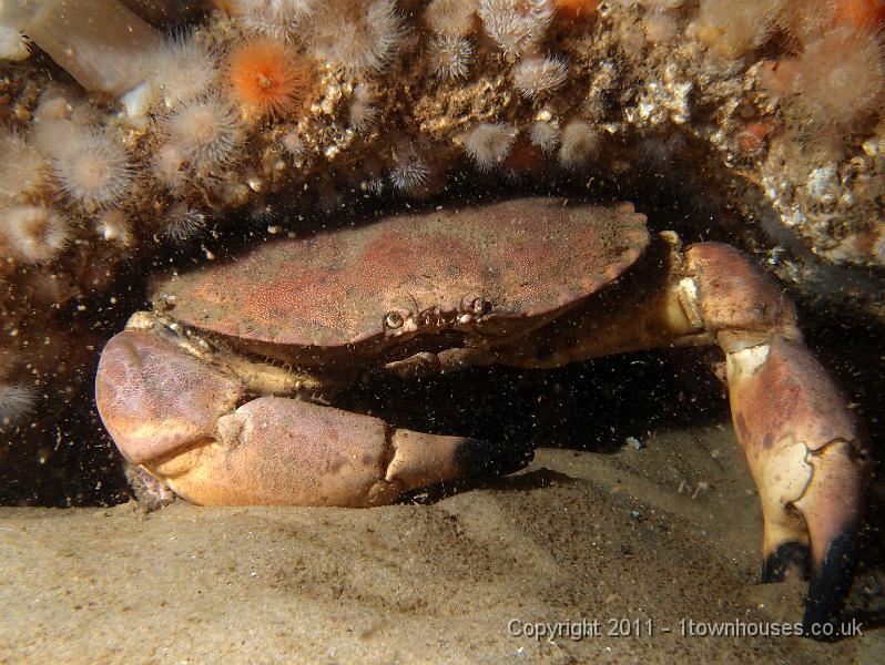 P6101130.JPG - Edible crab - Cancer pagarus
