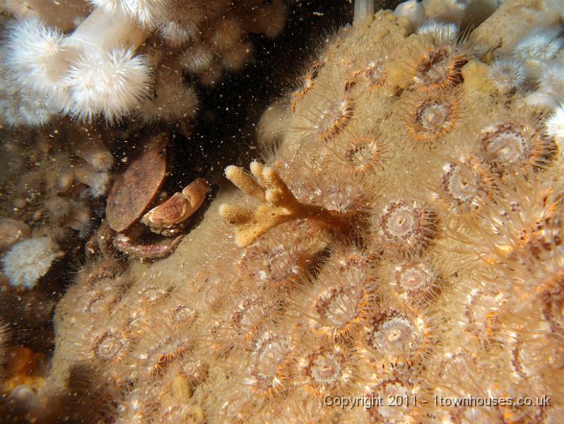 P6101134.JPG - Baby Mermaid's glove sponge - Haliclona oculata amongst Elegant anemones - Sagartia elegans
