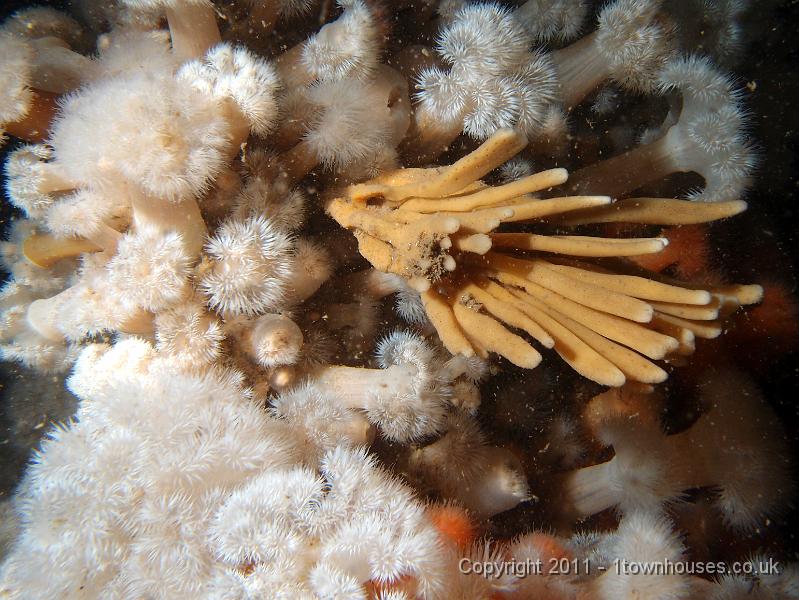 P6101136.JPG - Haliclona oculata - Mermaid's glove sponge amongst Metridium senile - Plumose anemones