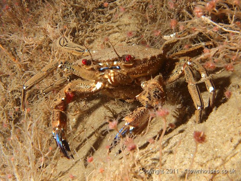 P6101146.JPG - Necora puber - Velvet swimming crab