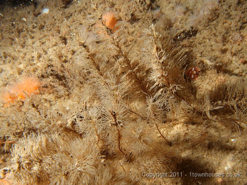 P6101179.JPG - White weed (a hydroid) - Sertularia cupressina