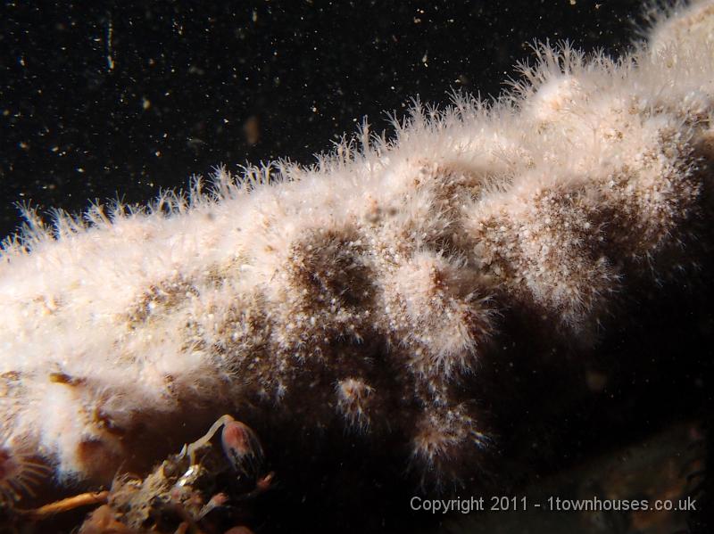 P6101187.JPG - Hydractinia echinata - Hermit crab fur