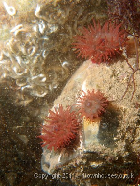 P6090983.jpg - Beadlet anemones - Actinia equina and Keel worms - Pomatoceros spp
