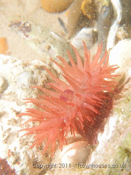 P6090985.jpg - Beadlet anemone - Actinia equina