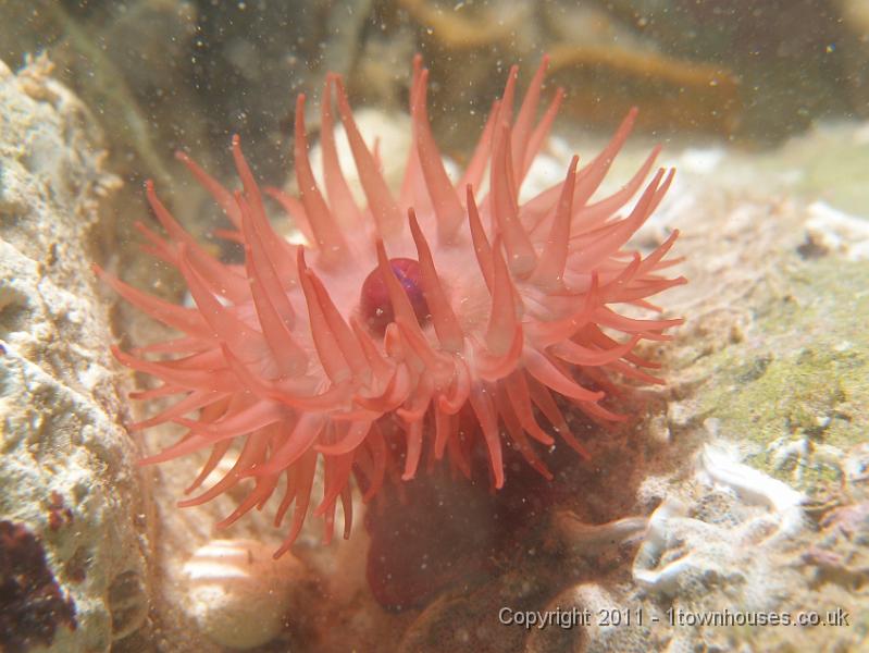 P6090990.jpg - Beadlet anemone - Actinia equina