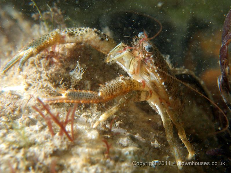 P6091005.jpg - Squat lobster - Galathea squamifera