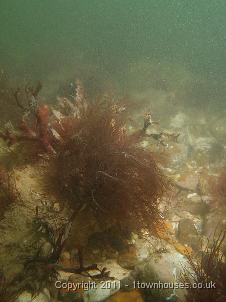 P6091022.jpg - Mixed algae