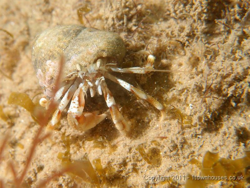 P6091040.jpg - Hermit crab - Pagarus spp
