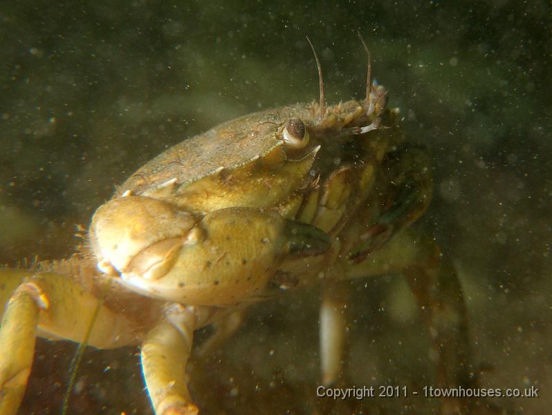 P6091041.jpg - Shore crab - Carcinus maenas