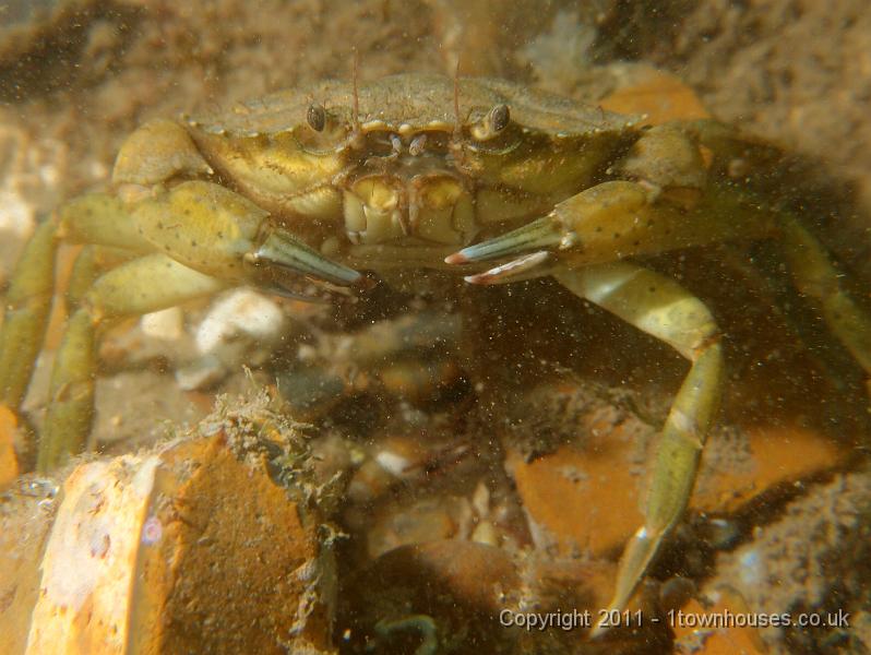 P6091046.jpg - Shore crab - Carcinus maenas